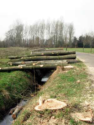 Gekapte bomen