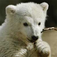 Knut