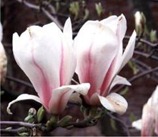 magnolia