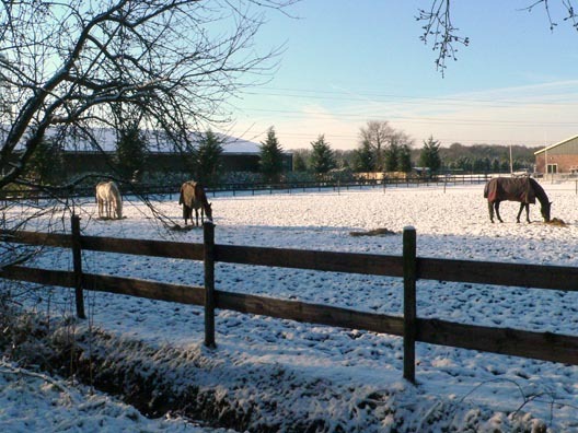 paarden_in_de_sneeuw