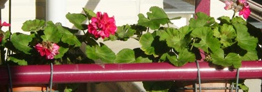 geraniums_feb2014