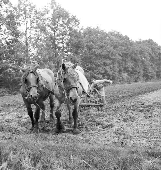 boer-op-akker_ca1955