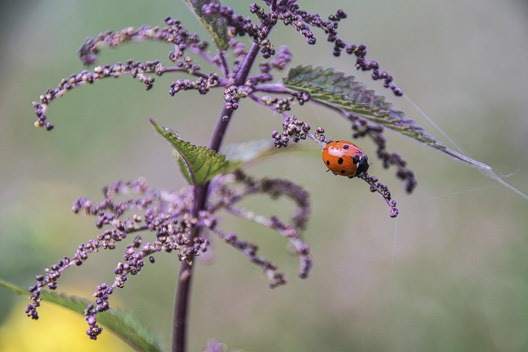 minuscule_oranjeklant