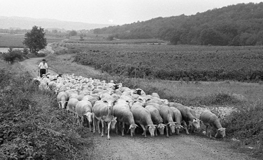 schaapsherder_in_de_ardeche