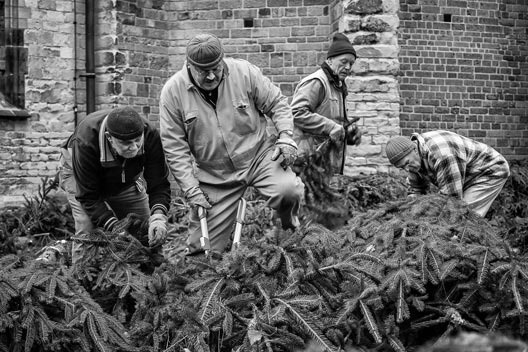 kerstbomen_inkorten