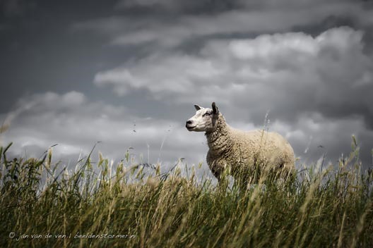 schaap_op_het_droge