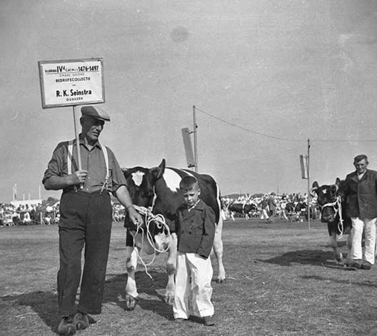 stierenkeuring_1958_004