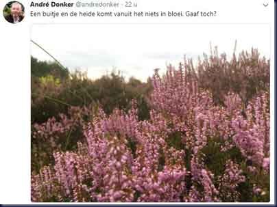 bloeiende_heide