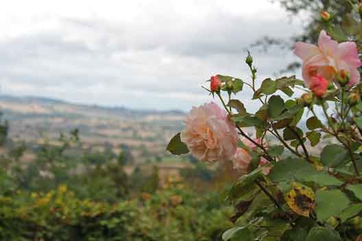 rozen_auvergne