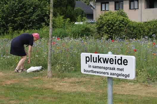 plukweide