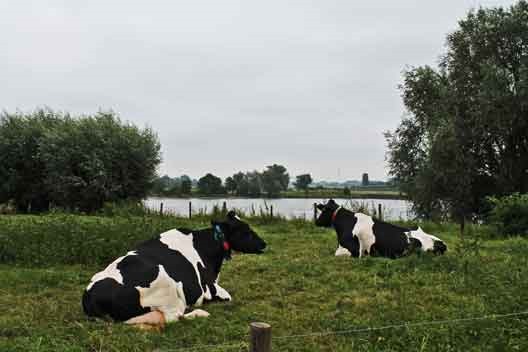 koeien_nederrijn