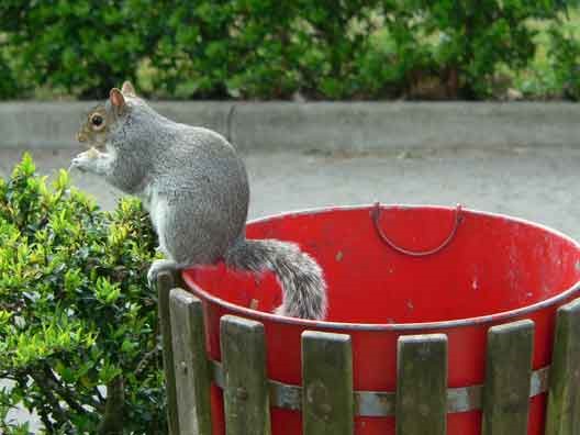 squirrel_in_the_city_2
